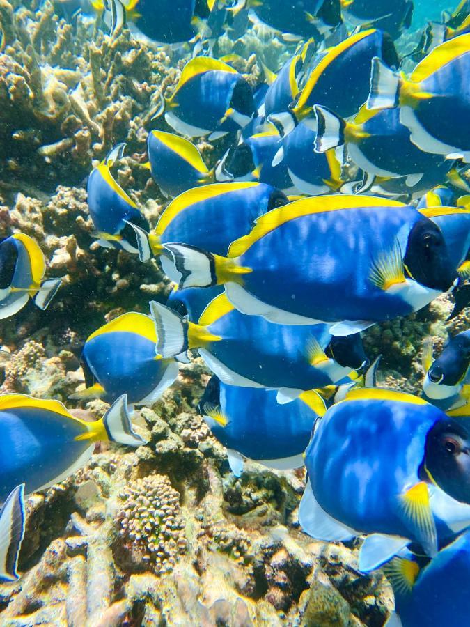 Reef Edge Thulusdhoo, Maldives Hotell Exteriör bild